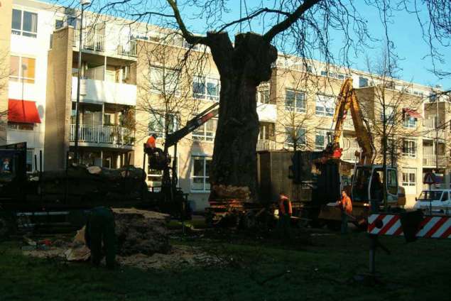 de boom wordt naar de vrachtwagen getakeld door een liebher kraan, 72 tons in stukken zagen, boom Breda betaalbaar